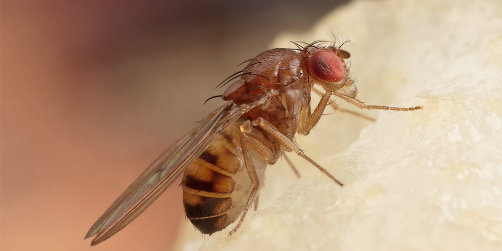 Attrape-Tout Insectes – Attrape Araignée : : Epicerie