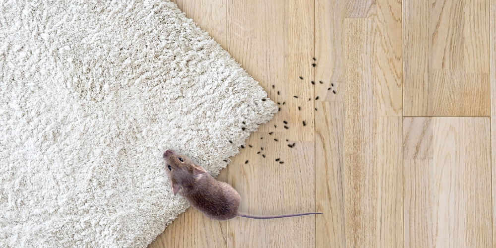 Identifying mouse droppings