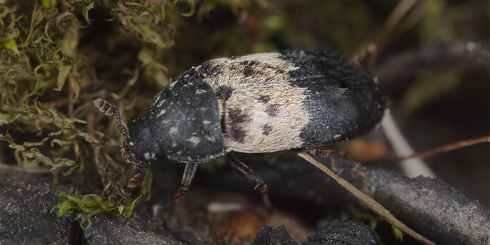 Larder beetles