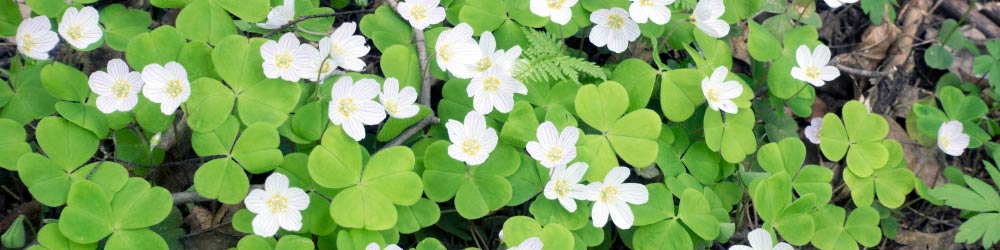 Oxalis