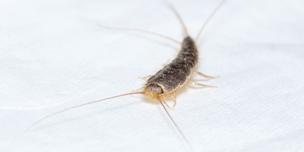 Silverfish