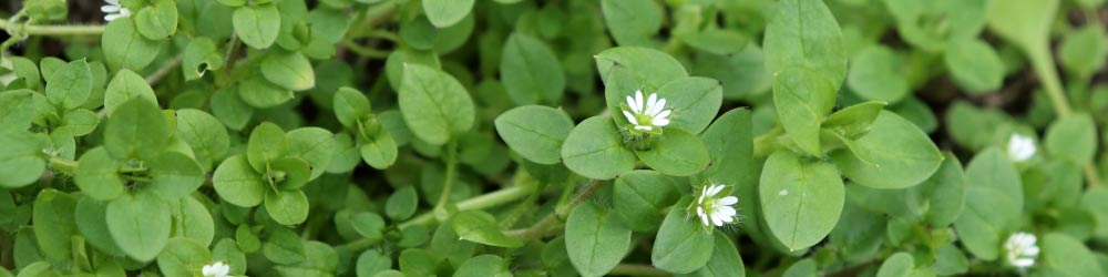 Identifier et combattre les mauvaises herbes communes | Wilson Control