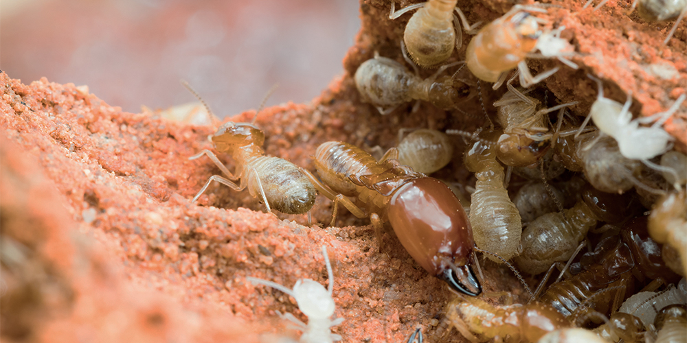 Top 10 des insectes et des rongeurs domestiques communs