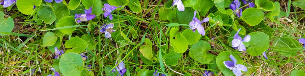 Identifier et combattre les mauvaises herbes communes | Wilson Control