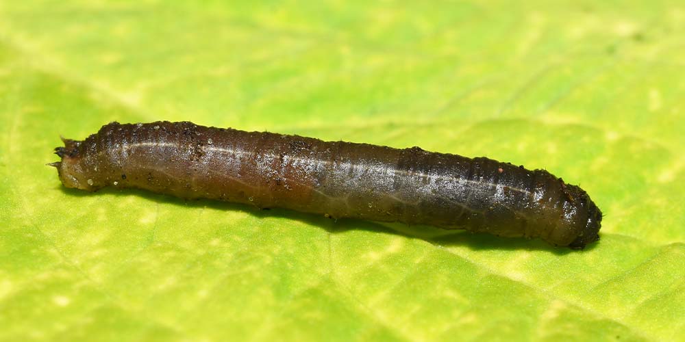 European Cranefly Larvae