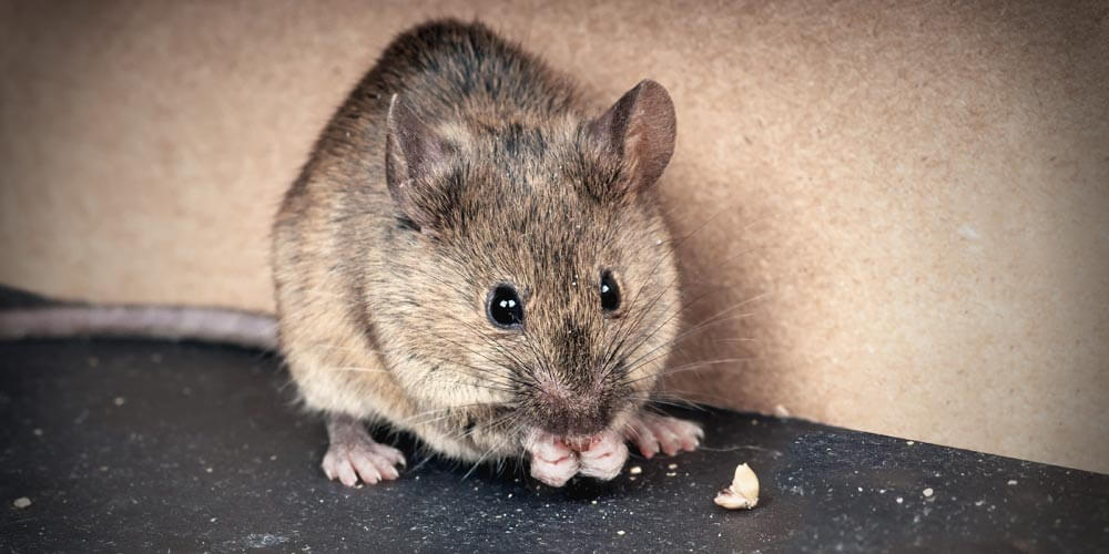 Mouse in a cottage