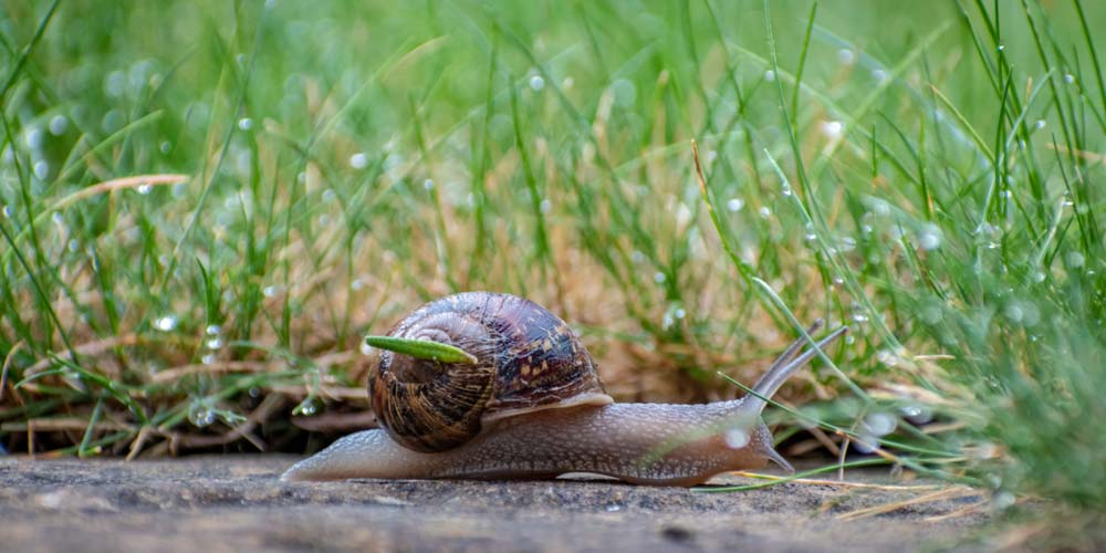 Limaces et escargots