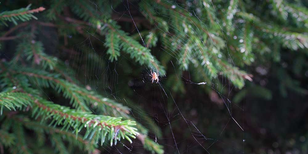 Spider in a Christmas tree