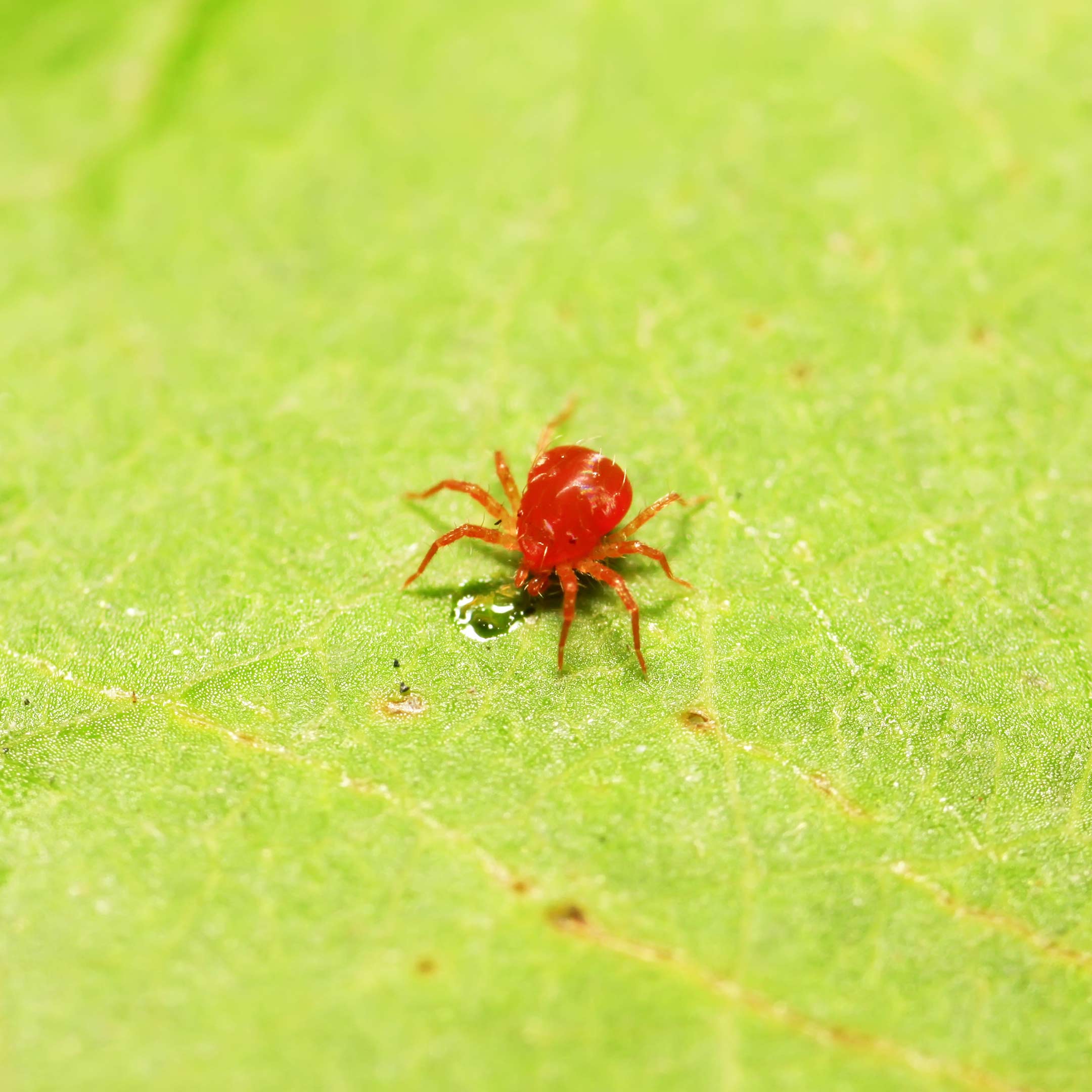 spider mites