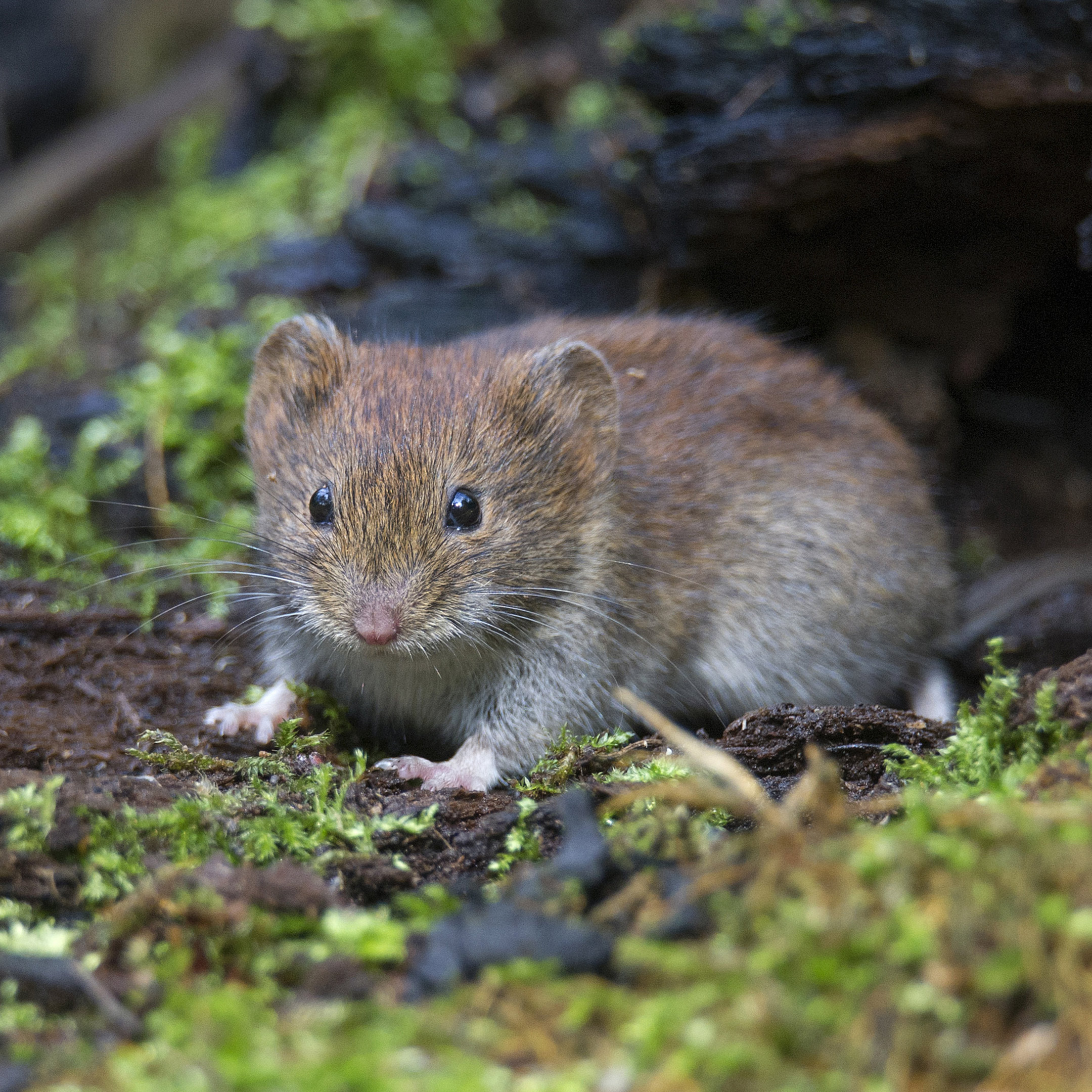 Voles