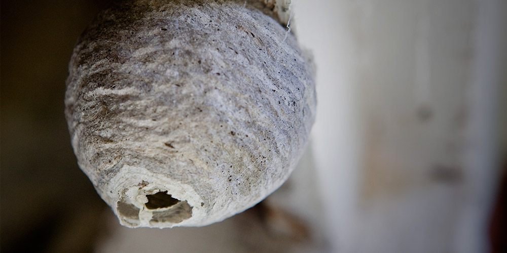 How to get rid of a wasp nest