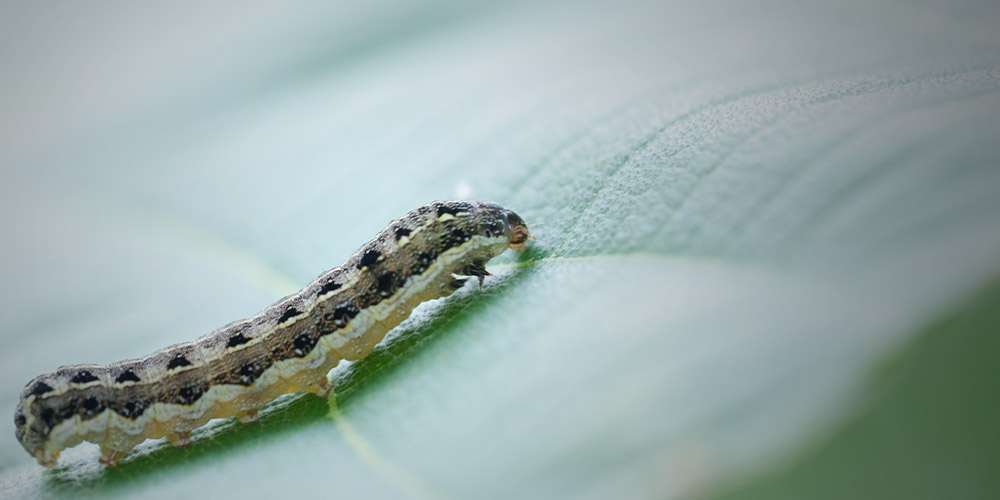 How to treat cutworms in the vegetable garden