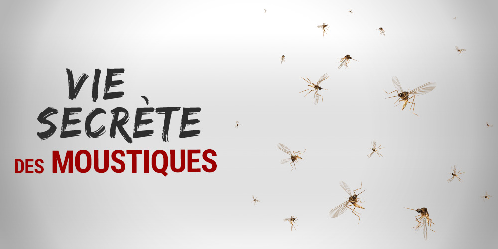 La vie secrète des moustiques