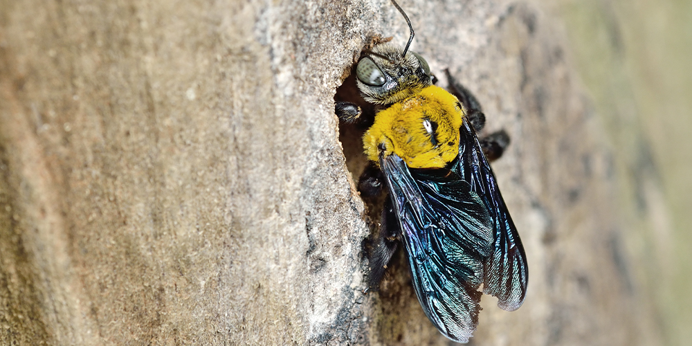 it's necessary to repel them to protect the wood. Here are natural solutions to keep carpenter bees at bay. Using specially designed insecticides could be your last resort.
