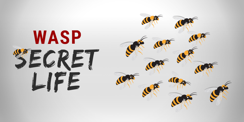 The secret life of wasps