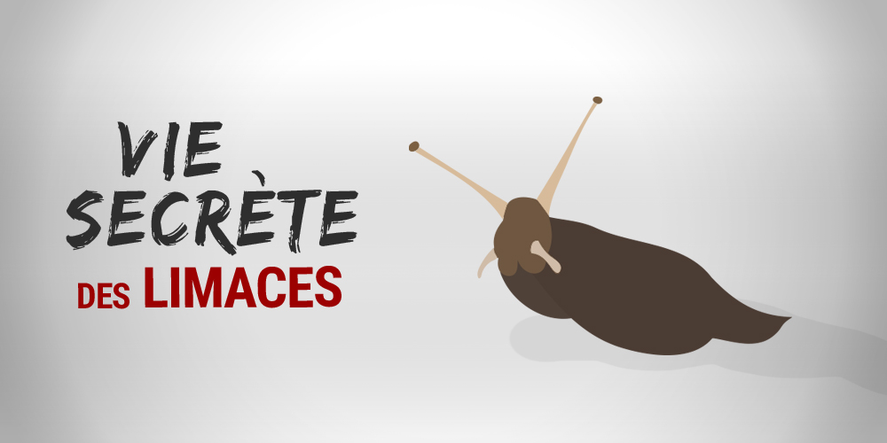 La vie secrète des limaces
