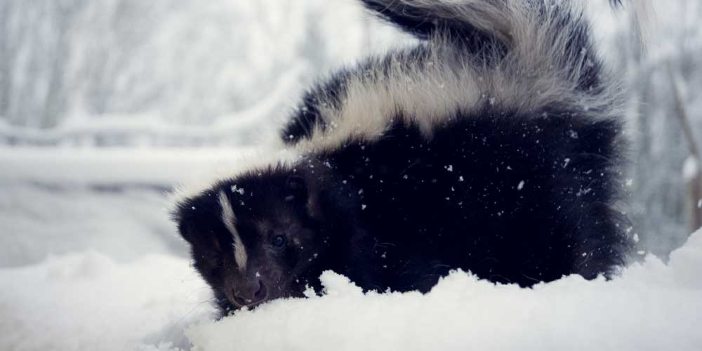 Est-ce que la moufette hiberne en hiver