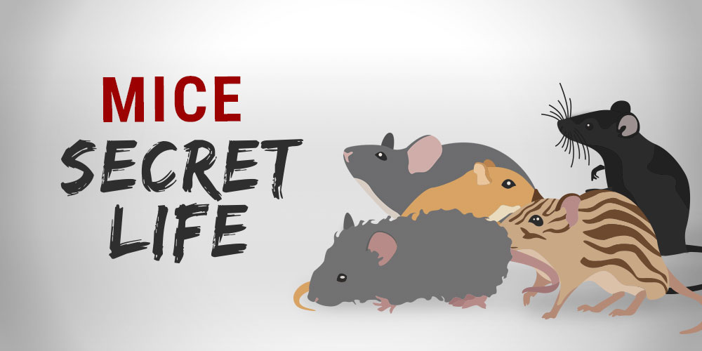 Mice secret life