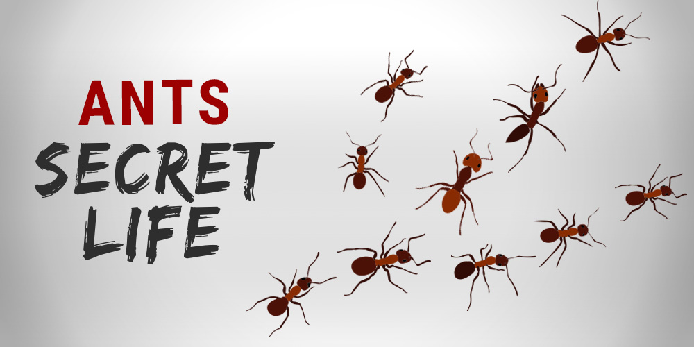 Ants secret life