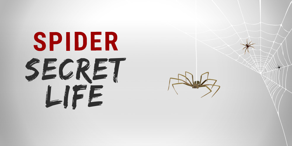 Spider secret life