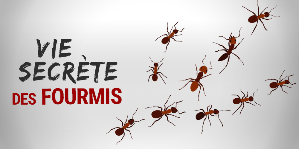 Vie secrète des fourmis